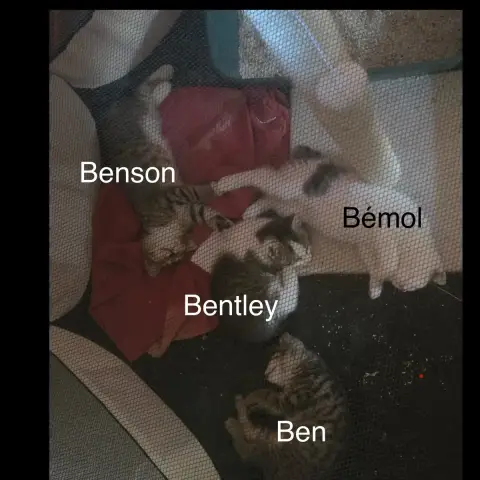 Benson photo 3