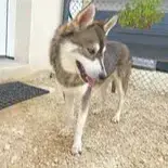 Balto photo 2