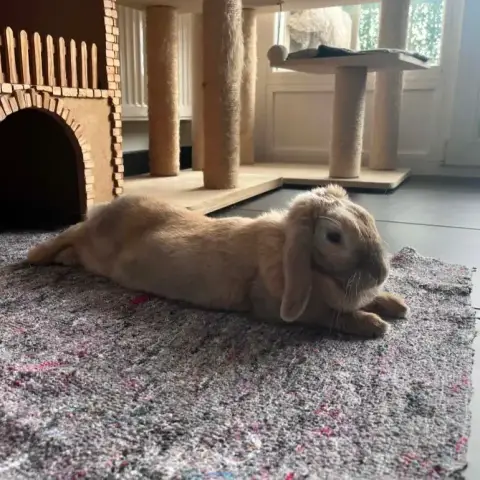 Mozzarella photo 2