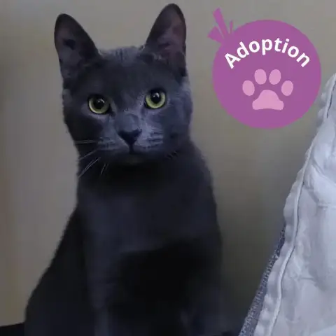 Pugsley