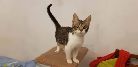Carmelita