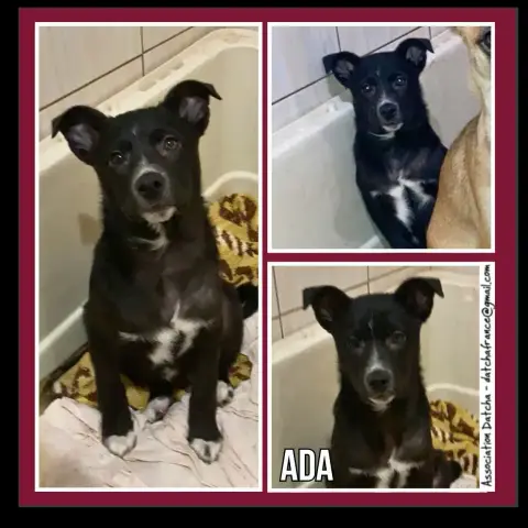 Ada