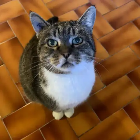 Noisette