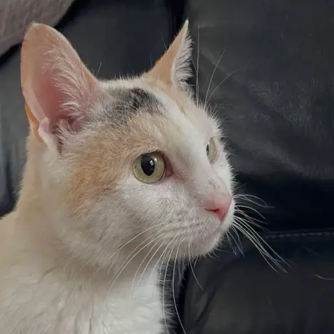 Mimie
