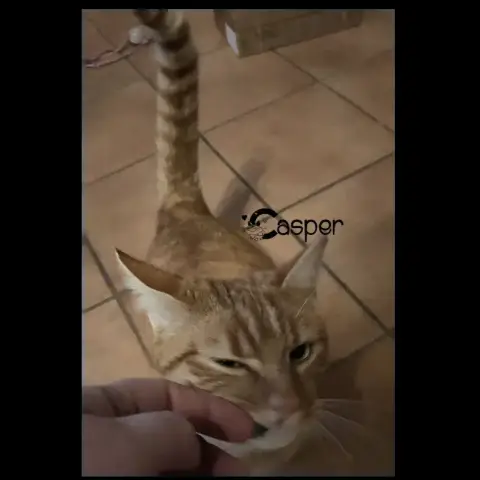 Casper photo 2