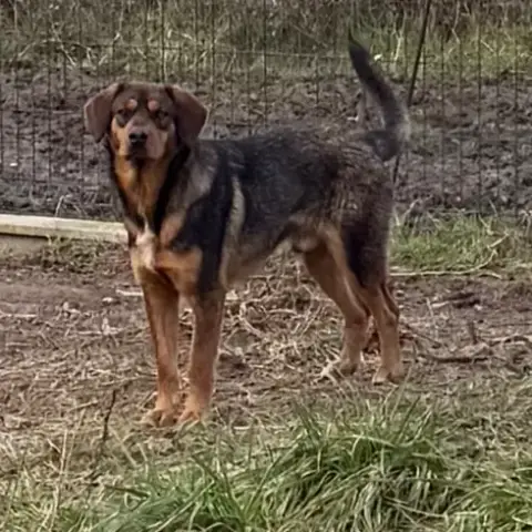 Balou photo 2