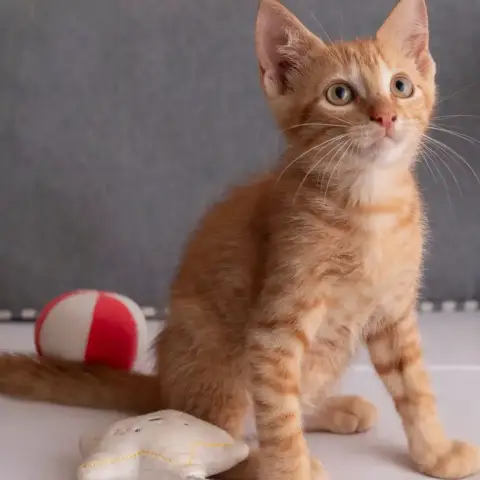 ✨️ Niro ✨️ 🐱 photo 3