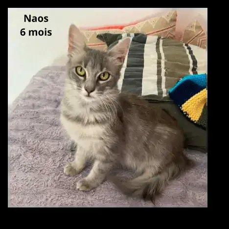 Naos
