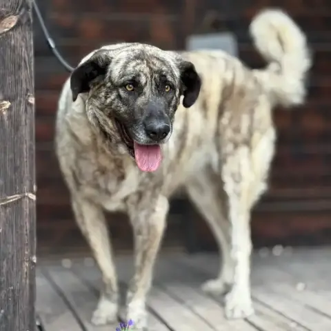 Missy