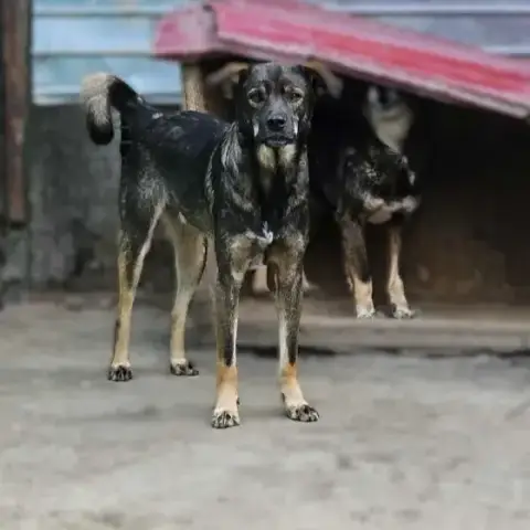 Dakota photo 2