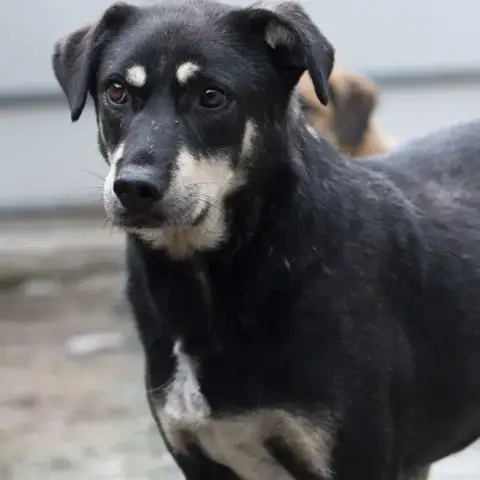 Fido photo 3