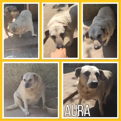 Aura