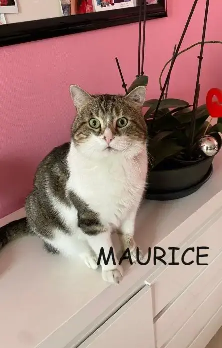 Maurice photo 2