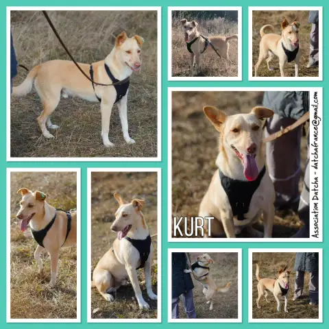 Kurt