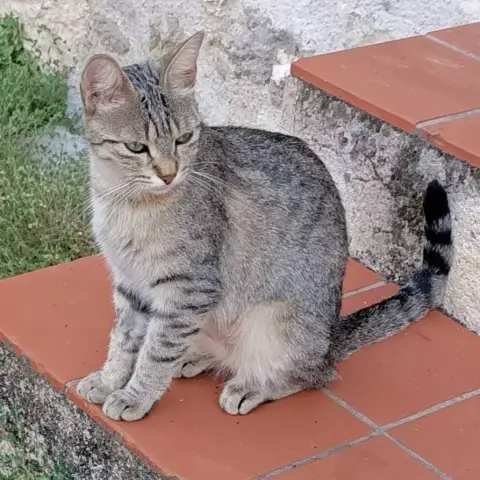 Tigresse