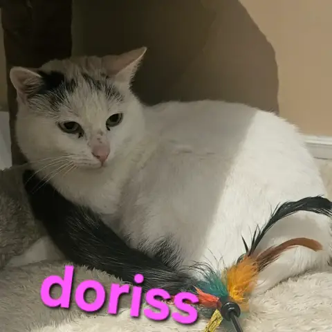 Doriss photo 2