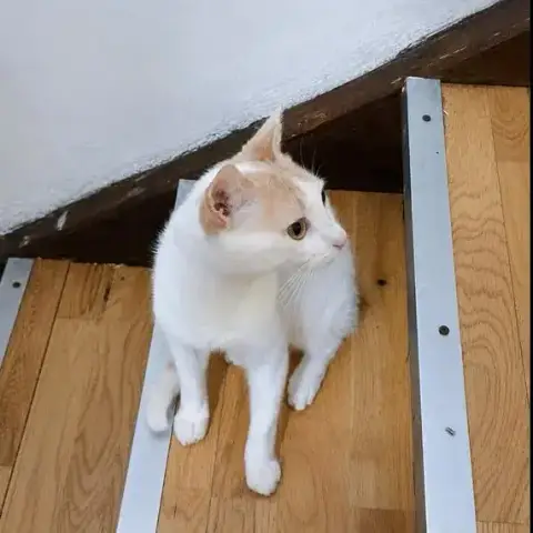 Atlas