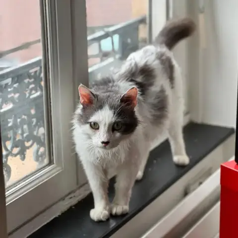 Thor photo 2