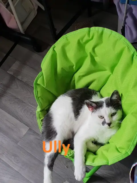 Ully