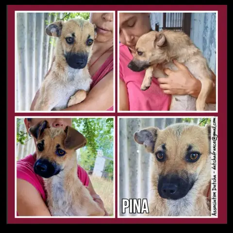 Pina