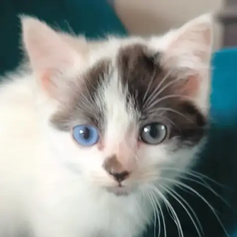 Aimy