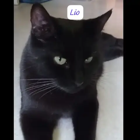 Lio