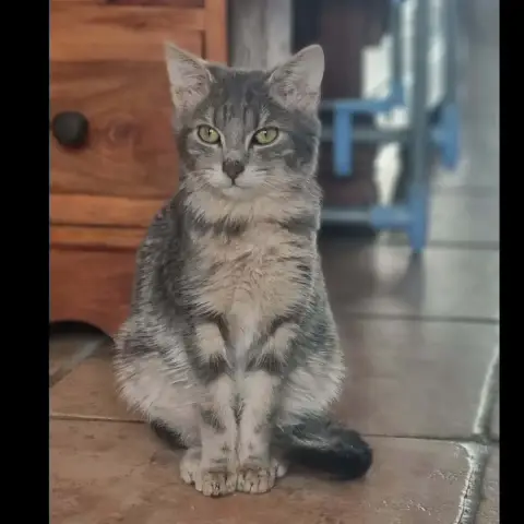 Archie