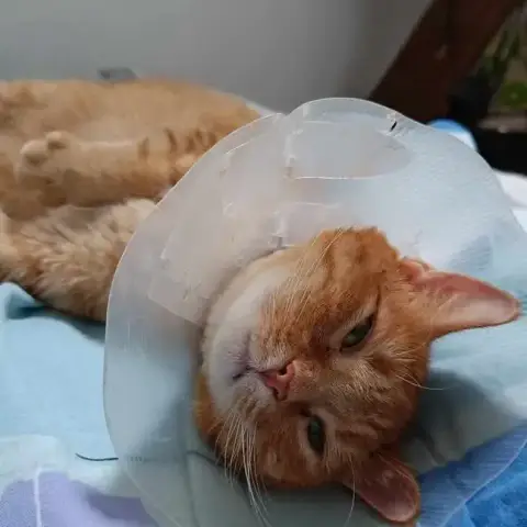 Kitty photo 2