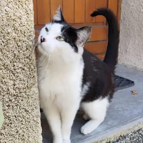 Cats