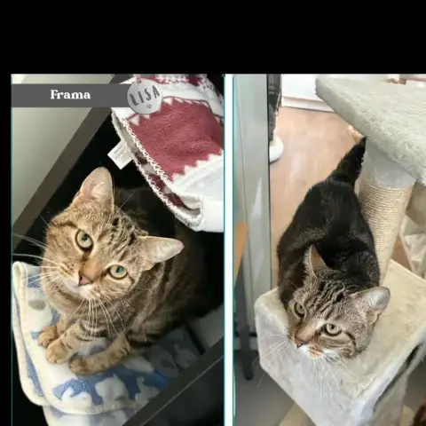 Frama