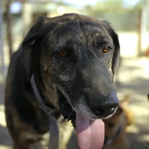 Odin photo 3