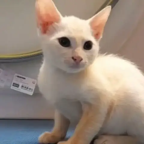 ✨️ Zephyr ✨️ 🐱