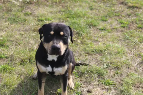 Balou photo 3