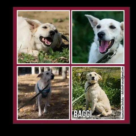 Baggi
