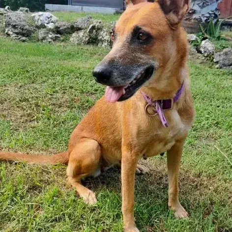 ✨️ Malia ✨️ 🐶