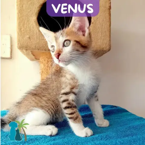 Venus