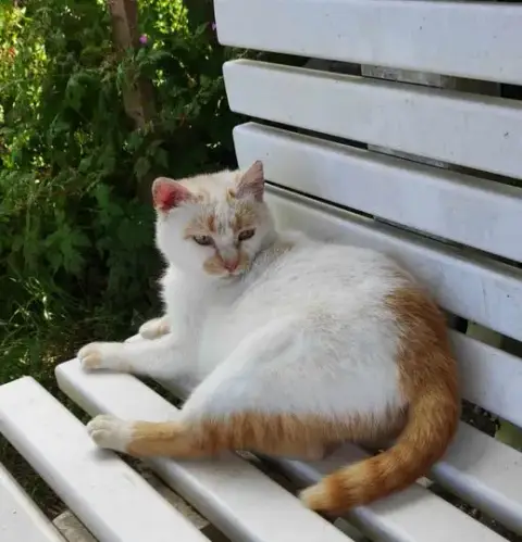 Minette 2
