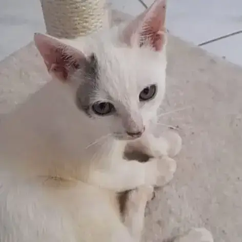 ✨️ Mousson ✨️ 🐱 photo 3