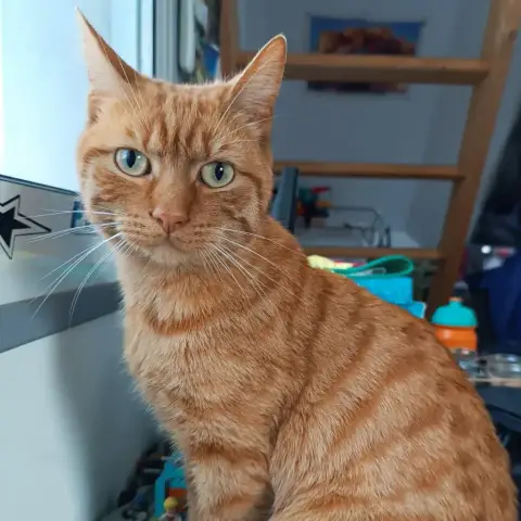 Alf