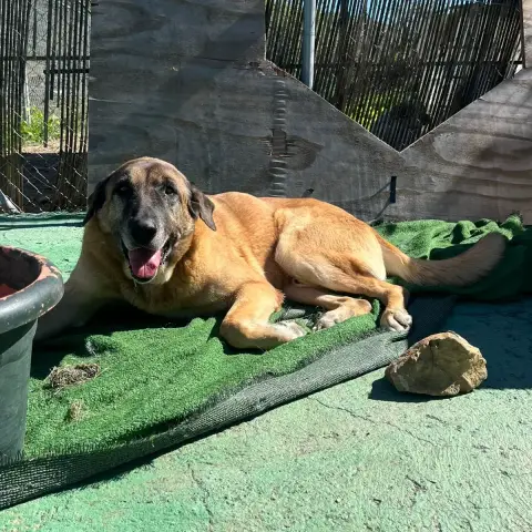 Simba photo 3