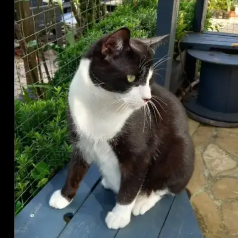 Vito