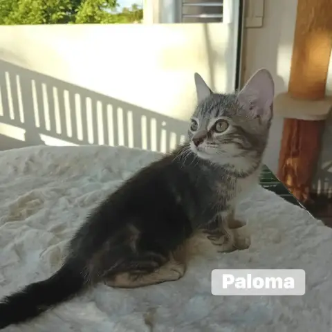 Paloma photo 2