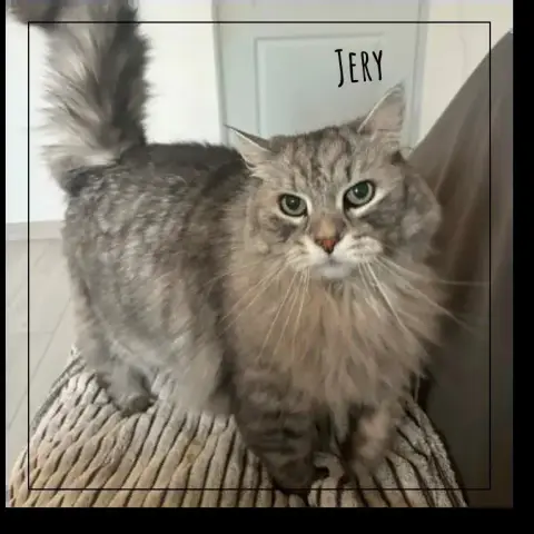 Jery photo 2