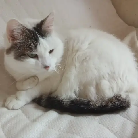 Zazou