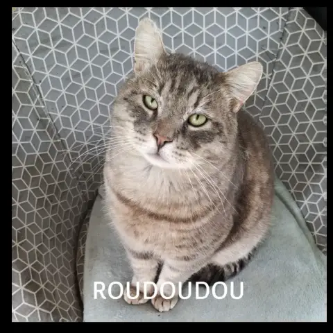 Roudoudou photo 2