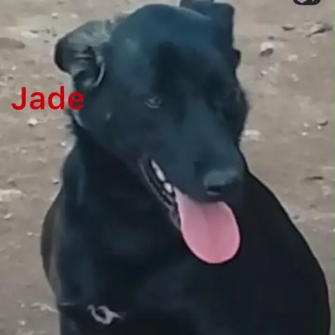 Jade photo 2