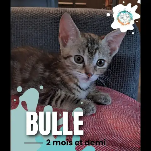 Bulle