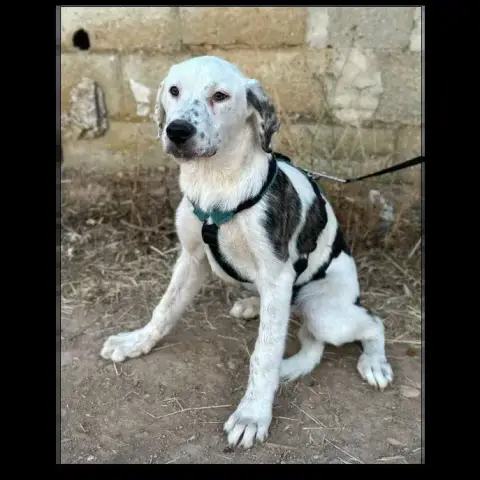 Peca