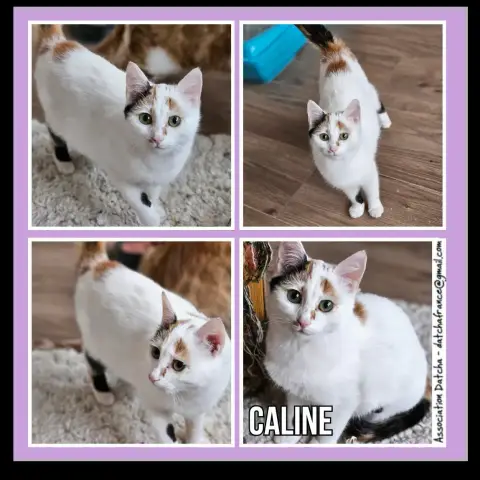 Caline