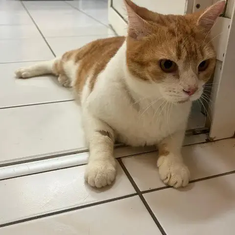 ✨️ Machu ✨️ 🐱